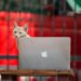 helpful freelancer