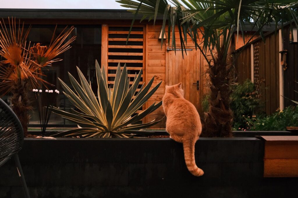 yard