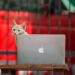 techie